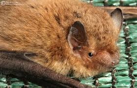 Attēlu rezultāti vaicājumam “Pipistrellus pygmaeus”