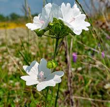 Image result for Malva moschata alba