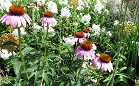 Image result for Echinacea Lustre hybrids