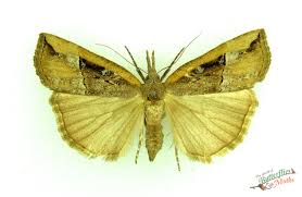 Attēlu rezultāti vaicājumam “Hypena rostralis”