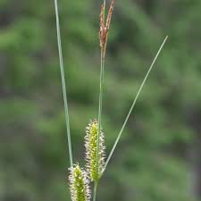 Attēlu rezultāti vaicājumam “Carex rostrata”