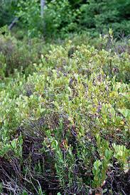 Attēlu rezultāti vaicājumam “Chamaedaphne calyculata”