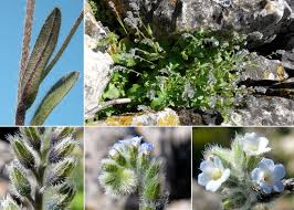 Attēlu rezultāti vaicājumam “Myosotis ramosissima”