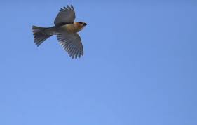 Image result for Pinicola enucleator