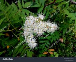 Attēlu rezultāti vaicājumam “Sorbaria sorbifolia flower”