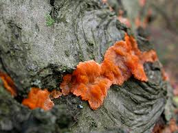 Attēlu rezultāti vaicājumam “Phlebia radiata”