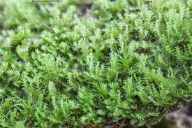 Attēlu rezultāti vaicājumam “Lophozia ascendens”