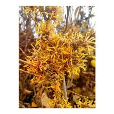 Attēlu rezultāti vaicājumam “Hamamelis”
