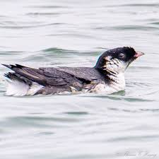 Image result for Synthliboramphus antiquus