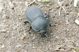 Attēlu rezultāti vaicājumam “Silpha obscura”