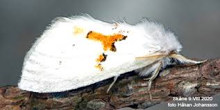 Attēlu rezultāti vaicājumam “Leucodonta bicoloria”