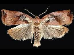 Attēlu rezultāti vaicājumam “Archips podana female”