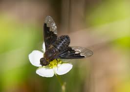 Attēlu rezultāti vaicājumam “Hemipenthes morio”