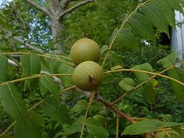 Attēlu rezultāti vaicājumam “Juglans”