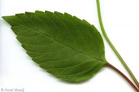 Attēlu rezultāti vaicājumam “Galeopsis tetrahit leaf”