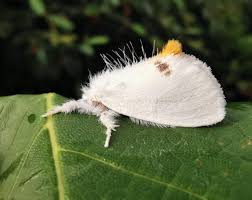 Attēlu rezultāti vaicājumam “Euproctis similis”