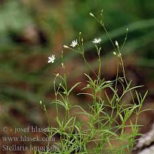 Attēlu rezultāti vaicājumam “Stellaria longifolia”