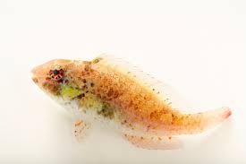 Image result for Calotomus carolinus