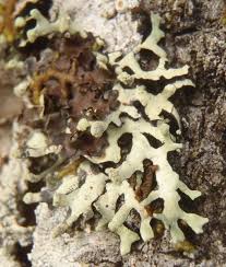 Attēlu rezultāti vaicājumam “Hypotrachyna sp.”