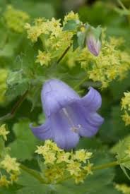 Image result for Campanula moesiaca