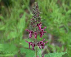 Attēlu rezultāti vaicājumam “Stachys sylvatica”