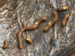 Attēlu rezultāti vaicājumam “Gulielmina vermicularis spores”