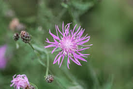 Attēlu rezultāti vaicājumam “Centaurea stoebe flower”