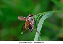 Attēlu rezultāti vaicājumam “Melolontha melolontha imago”