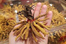 Attēlu rezultāti vaicājumam “Cordyceps stylophora”