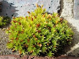 Attēlu rezultāti vaicājumam “Orthotrichum anomalum sporophyte”