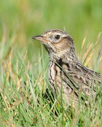 Image result for Alauda arvensis