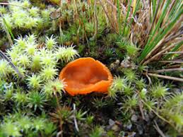 Attēlu rezultāti vaicājumam “Octospora splachnophila spores”