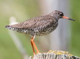 Attēlu rezultāti vaicājumam “Tringa totanus adult”