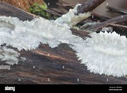 Attēlu rezultāti vaicājumam “Porotheleum fimbriatum”