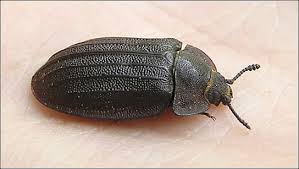 Attēlu rezultāti vaicājumam “Peltis grossa”