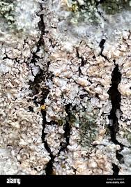 Attēlu rezultāti vaicājumam “Athelia arachnoidea”