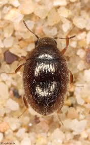 Attēlu rezultāti vaicājumam “Byrrhidae”