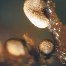 Attēlu rezultāti vaicājumam “Physarum virescens macro”