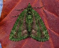 Attēlu rezultāti vaicājumam “Chloroclysta siterata”