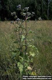 Attēlu rezultāti vaicājumam “Arctium tomentosum”