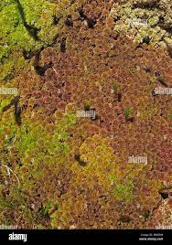 Attēlu rezultāti vaicājumam “Sphagnum flexuosum”