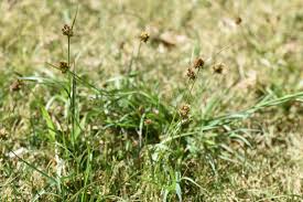 Attēlu rezultāti vaicājumam “Luzula pilosa flower”