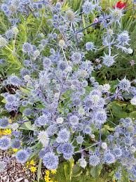 Image result for Eryngium `Blue Hobbit`