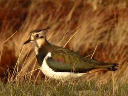 Attēlu rezultāti vaicājumam “Vanellus vanellus adult”