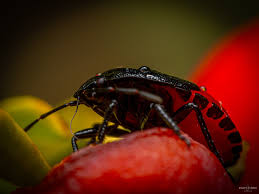 Attēlu rezultāti vaicājumam “Jalla dumosa”