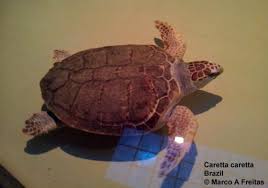 Image result for Caretta caretta