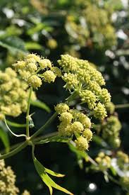 Attēlu rezultāti vaicājumam “Levisticum officinale flower”