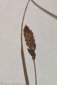 Attēlu rezultāti vaicājumam “Carex disticha”