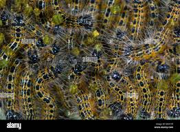 Attēlu rezultāti vaicājumam “Phalera bucephala larva”