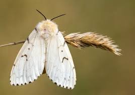 Attēlu rezultāti vaicājumam “Colostygia pectinataria female”